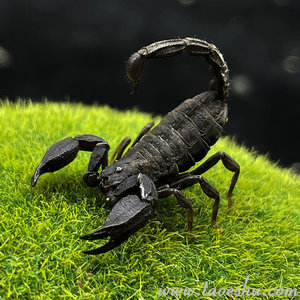 〖创富书库〗特种养殖系列之蝎子人工养殖教材